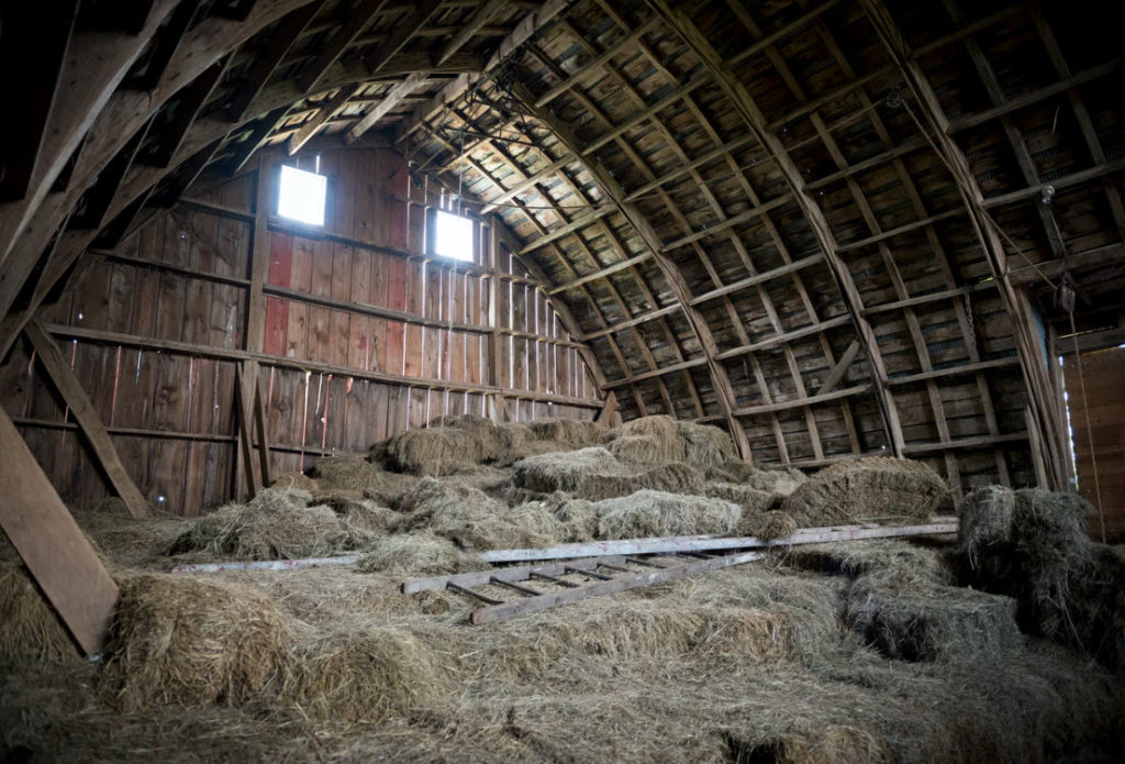 putting hay in the barn