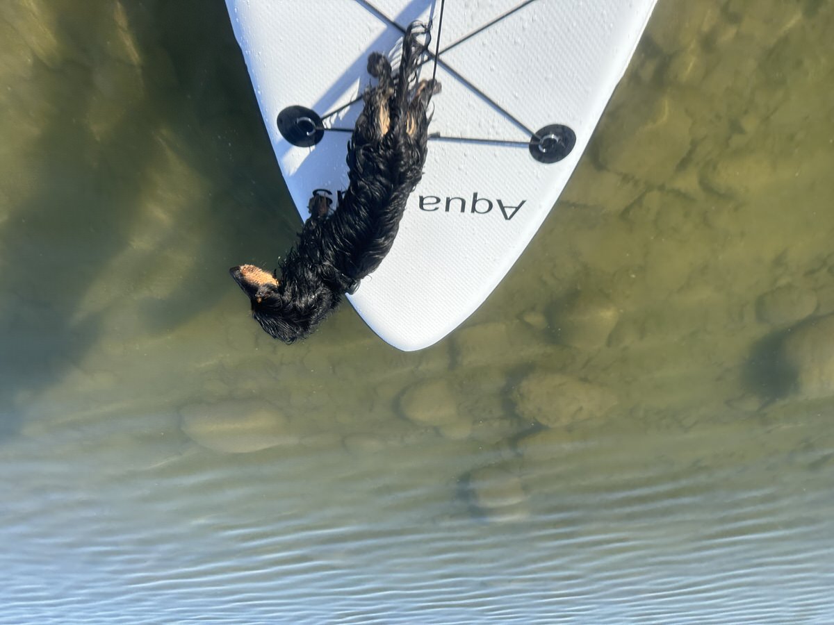 A small black dog stands on the front of a white paddleboard labeled "Aqua." The paddleboard is floating in clear, shallow water with visible rocks on the bottom. The dog appears to be wet, suggesting it recently swam.