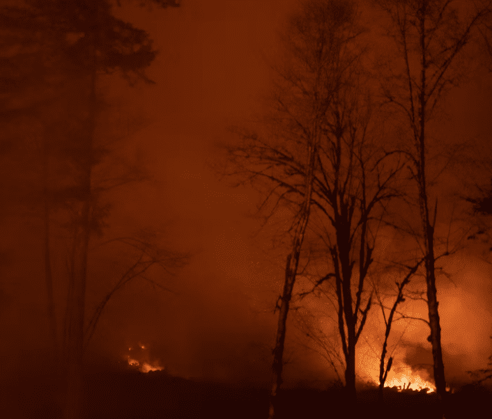A forest is engulfed in heavy smoke and flames, illuminating the surrounding area with an intense, orange glow. Tall trees are silhouetted against the fiery backdrop, with branches and trunks visibly scorched. The scene depicts a severe wildfire at night.