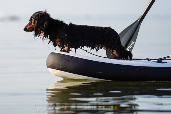 A long-haired dachshund stands on the tip of a paddleboard on a calm body of water, looking attentively towards the horizon.