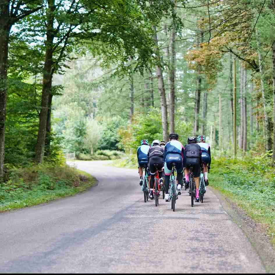 peloton of road cyclists on right side for forested road 